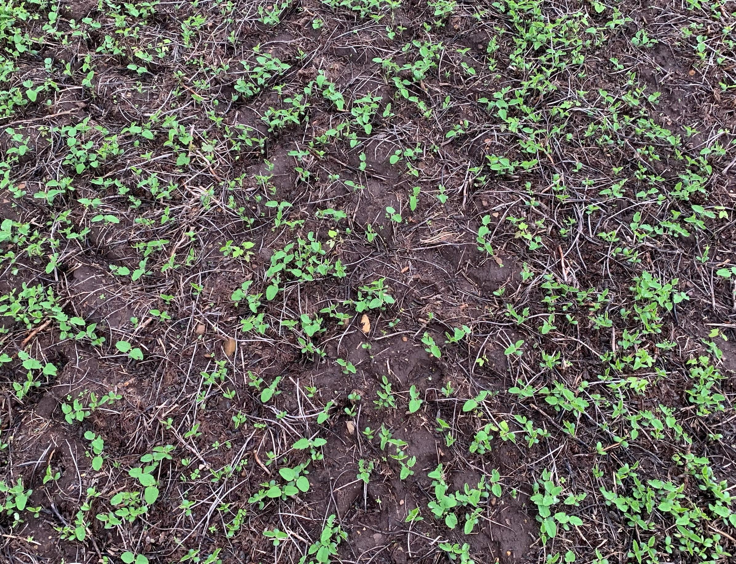 Closeup of soybeans in a field.